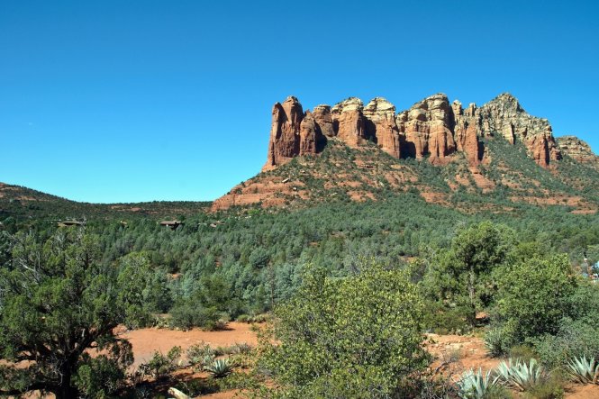 Rừng Coconino ở Arizona – Ảnh: fotolia